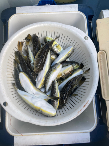 ショウサイフグの釣果