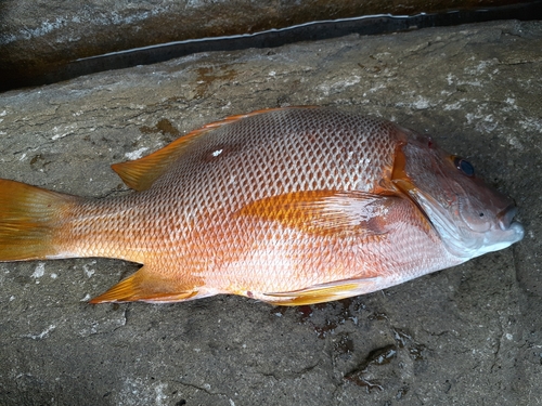 シブダイの釣果