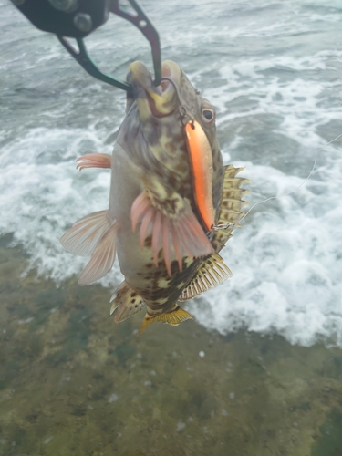 イソゴンベの釣果