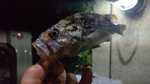 クロソイの釣果