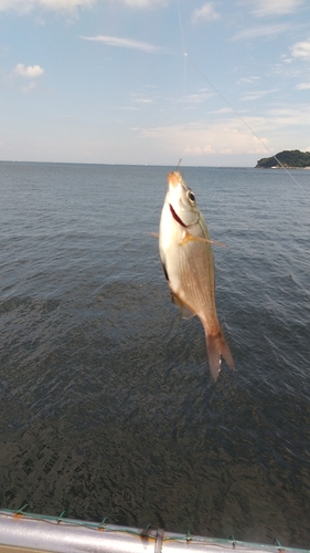 ウミタナゴの釣果