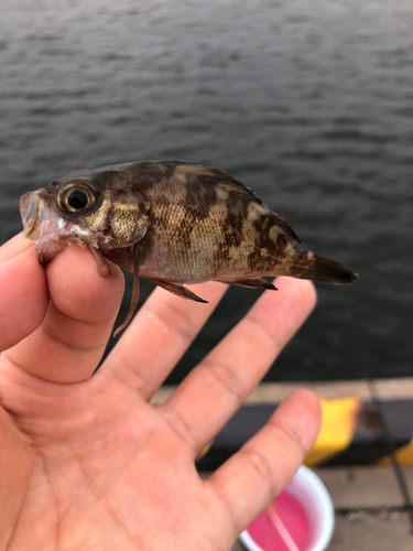 メバルの釣果