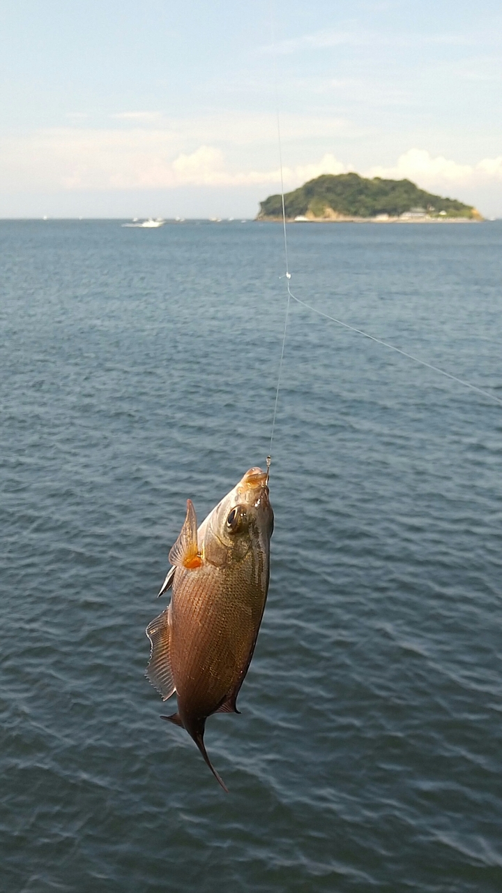 ウミタナゴ