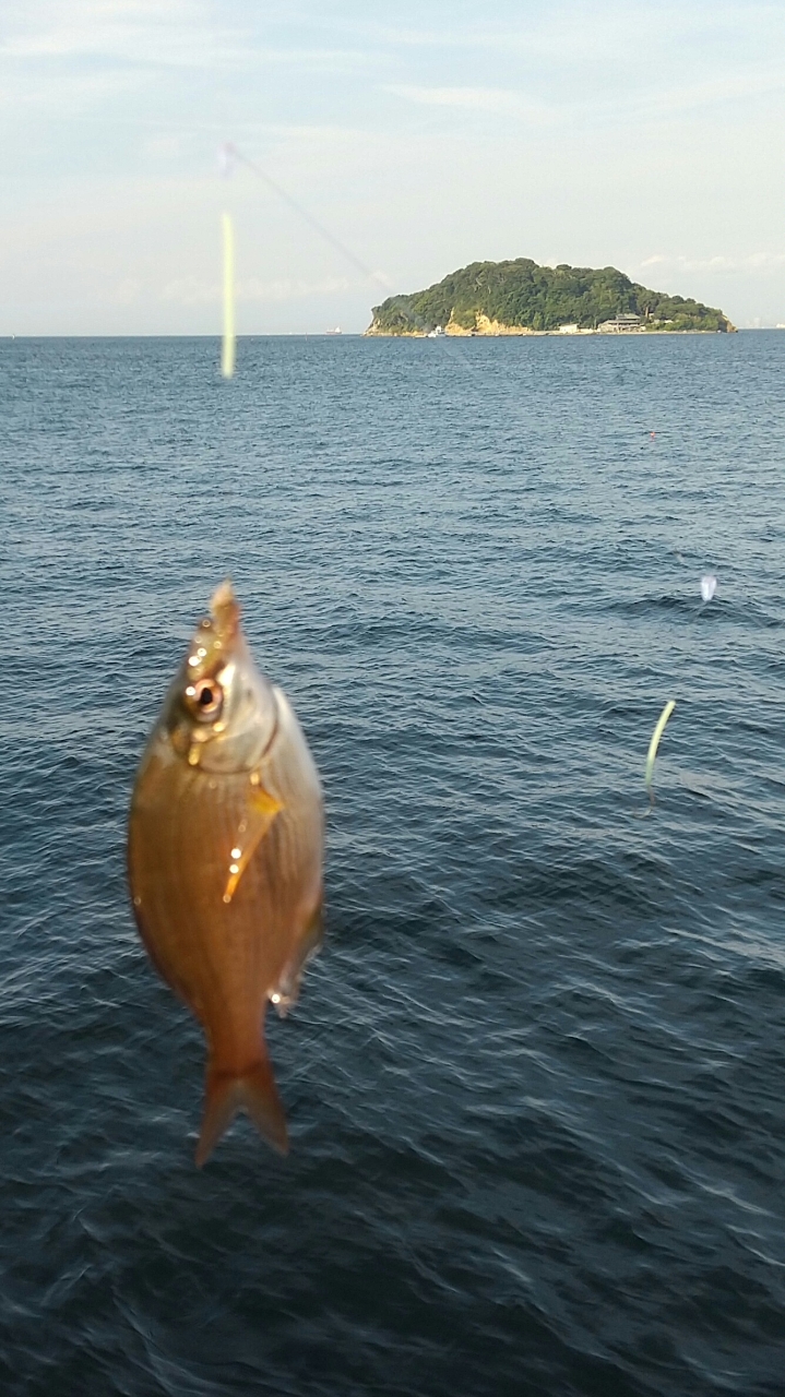 ウミタナゴ