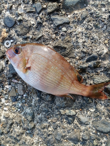 マダイの釣果