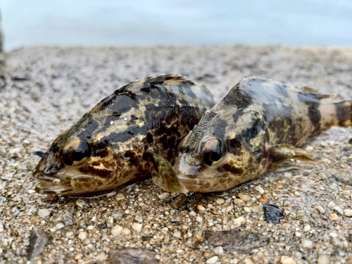 タケノコメバルの釣果