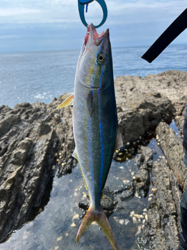 ツムブリの釣果