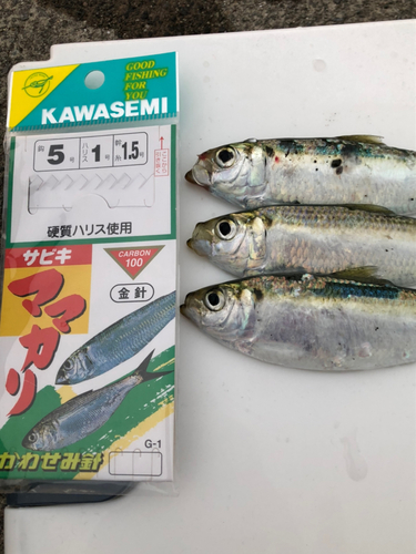 サッパの釣果