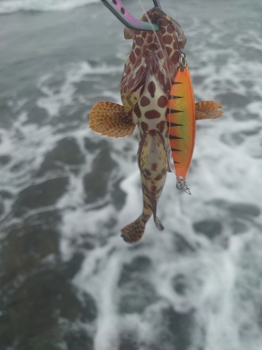 イシミーバイの釣果