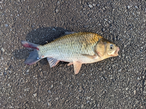 フナの釣果