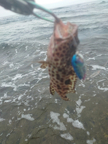 イシミーバイの釣果