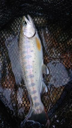 ヤマメの釣果