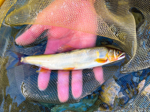 アユの釣果