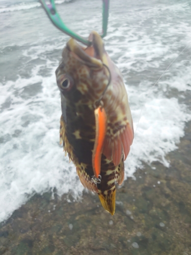 イソゴンベの釣果