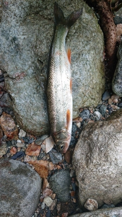 ウグイの釣果