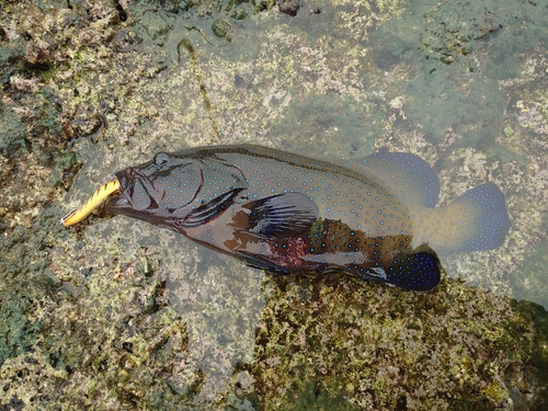 アオノメハタの釣果