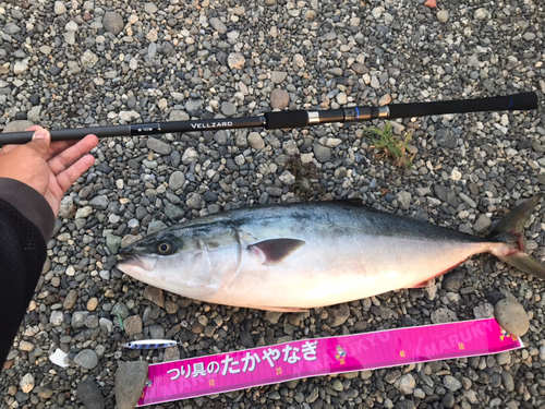 ワラサの釣果