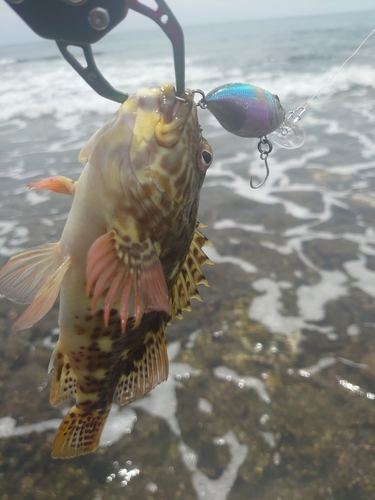 イソゴンベの釣果