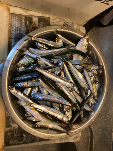 カタクチイワシの釣果