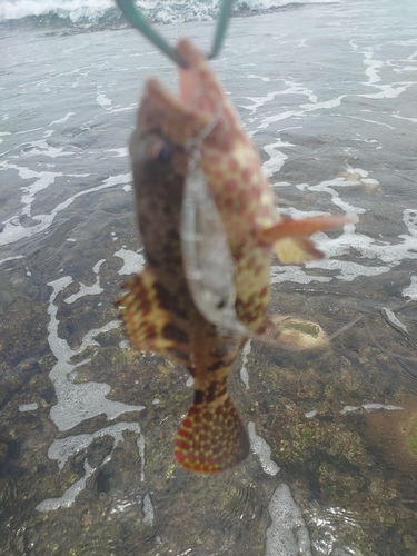 イシミーバイの釣果