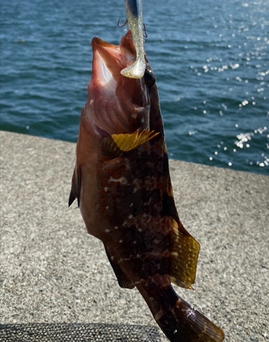 アコウの釣果