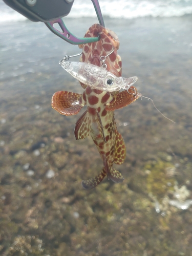 イシミーバイの釣果