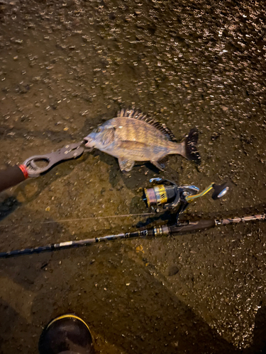 チヌの釣果