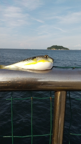 フグの釣果