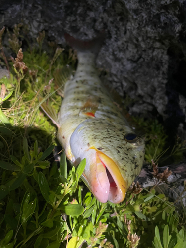 ムネアカクチビの釣果