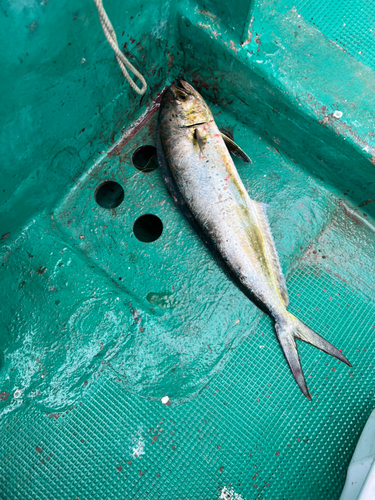 シイラの釣果