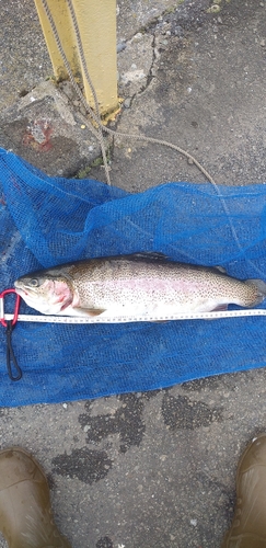 ニジマスの釣果