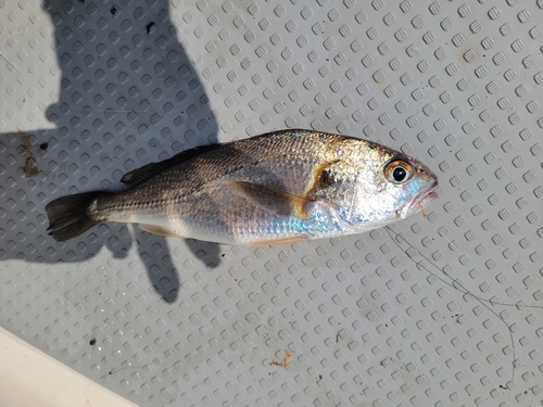 イシモチの釣果