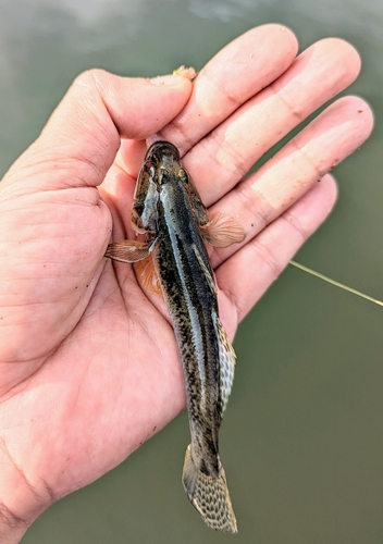 マハゼの釣果