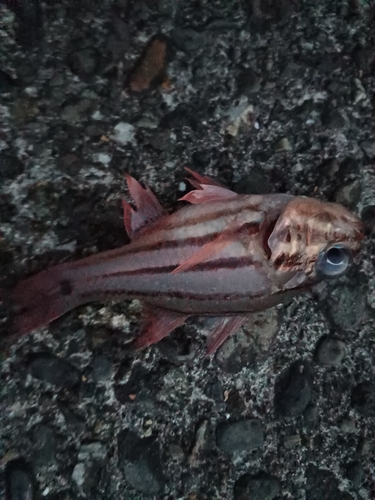 オオスジイシモチの釣果