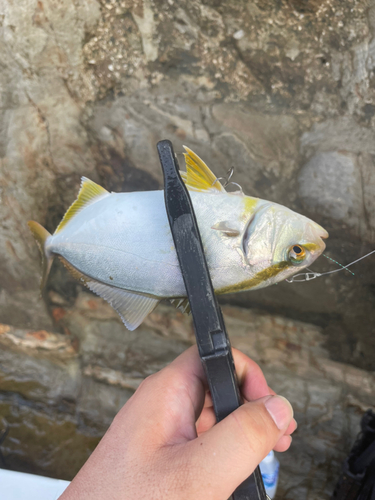 ショゴの釣果