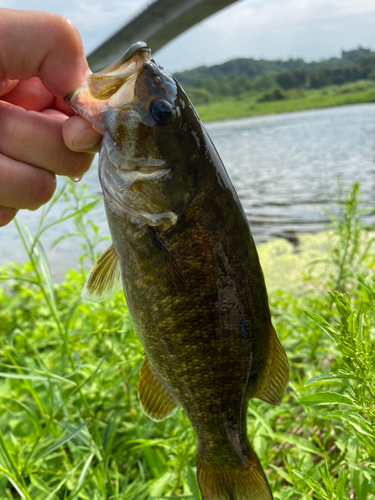 スモールマウスバスの釣果