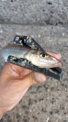 シロギスの釣果