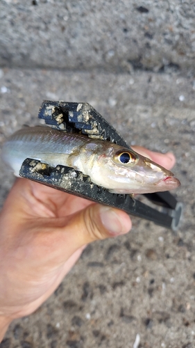 シロギスの釣果