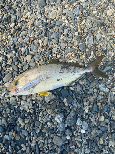 ショゴの釣果