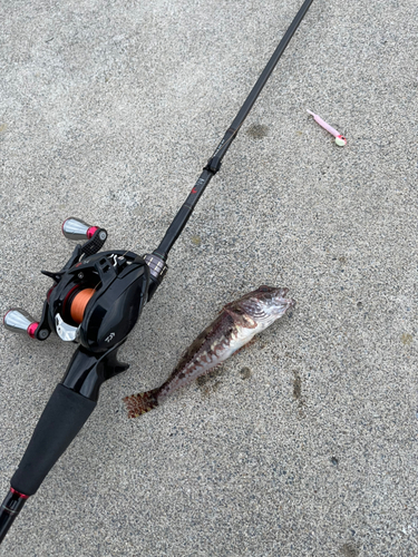 アナハゼの釣果