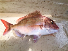 マダイの釣果