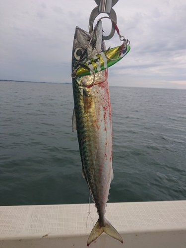 サバの釣果