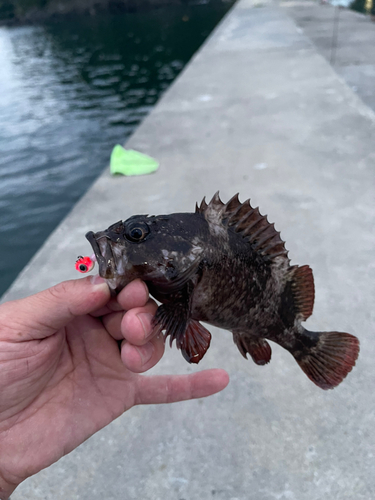 ムラソイの釣果