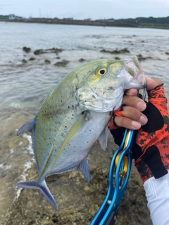 カスミアジの釣果