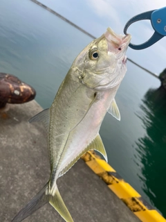 オニヒラアジの釣果