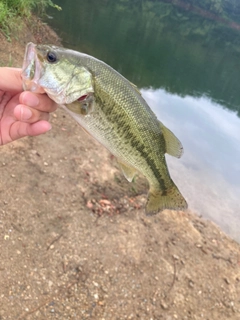 ラージマウスバスの釣果