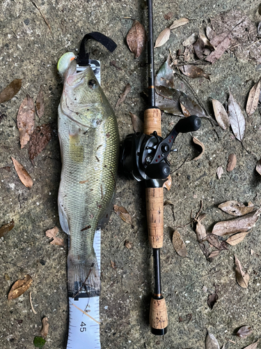 ブラックバスの釣果