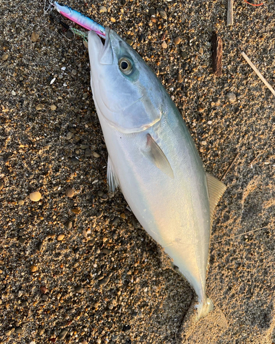 イナダの釣果