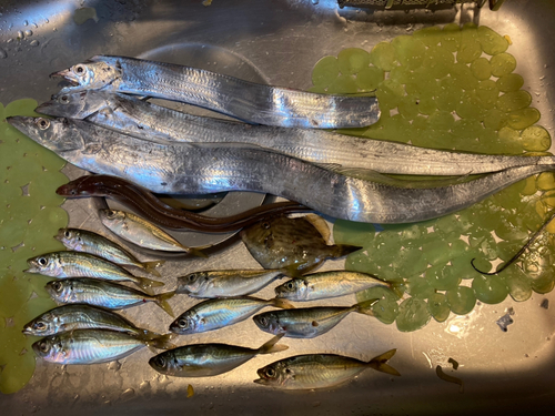 タチウオの釣果