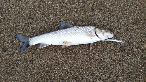 ニゴイの釣果